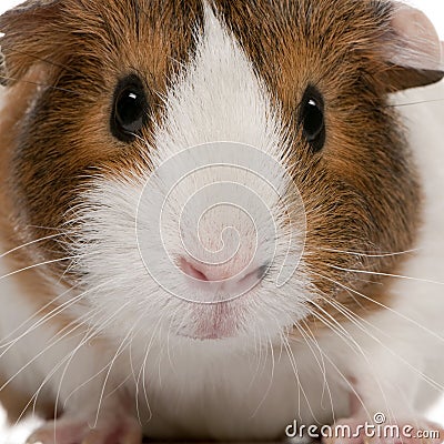 Close-up of Guinea pig, Cavia porcellus Stock Photo