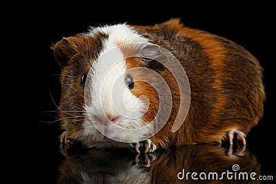 Close-up Guinea pig on isolated black background Stock Photo