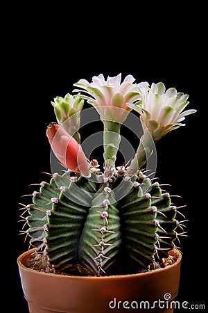 Close up gymnocalycium mihanovichii cactus flower blooming Stock Photo