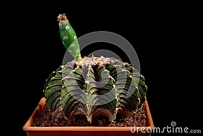 Close up gymnocalycium mihanovichii lb2178 with seed Stock Photo