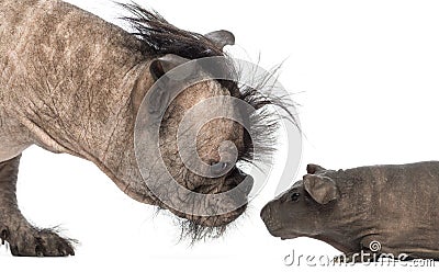 Close-up of a Hairless Mixed-breed dog, mix between a French bulldog and a Chinese crested dog, sniffing a hairless guinea pig Stock Photo