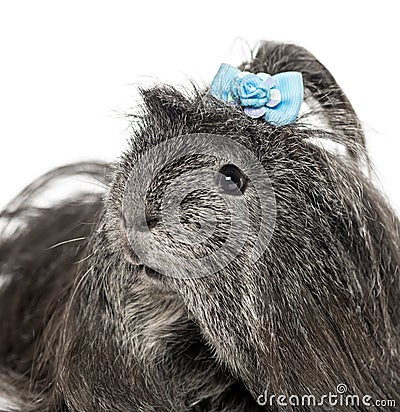 Close-up of a hairy Guinea pig Stock Photo