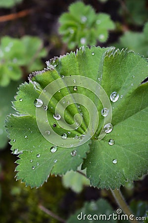 Close-up from a hairy lady`s mantle Stock Photo