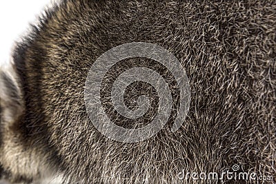 Close-up on a the hairy Raccoon, brown fur, beautiful natural texture Stock Photo