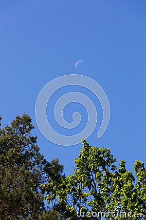 Close up of half moon on blue sky with tree branches Stock Photo