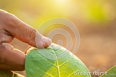 Hand of agriculturist touching leaf of tobacco tree in sunrise or sunset time. Growthing plant and take care concept Stock Photo