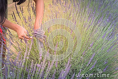 Asian hand harvesting full blossom flower at lavender field Stock Photo