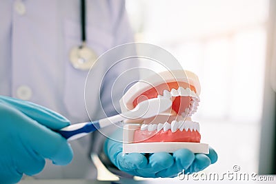 Close up of hand dentist is holding dentures jaw showing how to Stock Photo