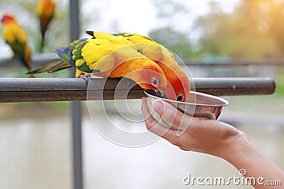 Close-up hand holding Aluminium bowl feeding macaw bird animal in zoo Stock Photo