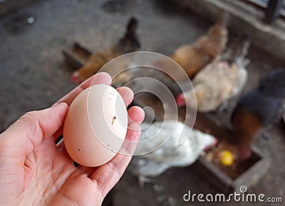 Hand holding fresh organic egg with flock of hens in chicken coop Stock Photo