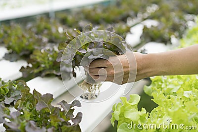 Close up hand holding hydroponics vegetable plant Stock Photo