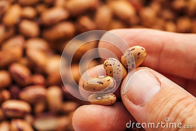 Close up of hand holding pinto bean Stock Photo