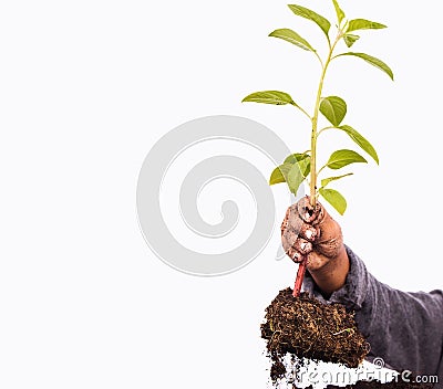 Close up of hand little boy hold plant tree Stock Photo