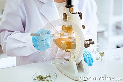 Close up of hand scientist using microscope with metal lens for research plant and medical equipment in laboratory Stock Photo