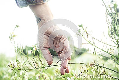 Close up of hand touching softly green grass and blossom. Welcome spring. Springtime and outdoors leisure activity. People loving Stock Photo