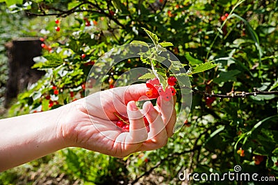 Woman picking red currants Stock Photo