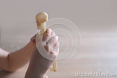 Close-up of hands of child examining plastic model of human skeleton, an anatomical manual for children, the concept of studying Stock Photo