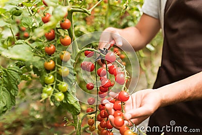 Close up of hands of Farmer man collects cherry tomatoes with scissors harvest in the greenhouse Stock Photo