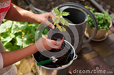 Close-up agriculturist ramming fertile black earth into a pot, at the first transplant of pepper seedlings at springtime Stock Photo