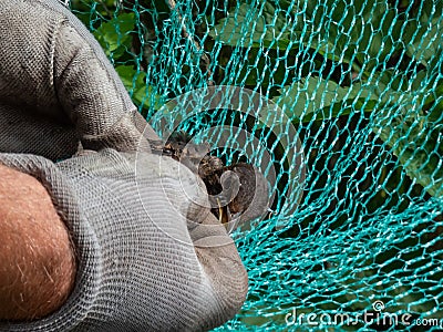 Close-up of hands in glowes trying to free with hands and knife a bird tangled in green, nylon bird netting in garden to protect Stock Photo