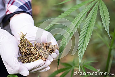 Close up of hands holding dried Medical Marijuana, alternative medicine, Herbal Cannabis Stock Photo