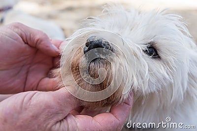 Close up of hands inspecting the face of a dirty west highland w Stock Photo