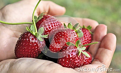 strawberries Stock Photo