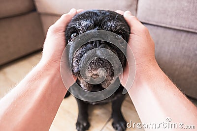 Close up of hands taking the head of a black cute pug yawning and looking at the camera - canine animal mammal at home Stock Photo