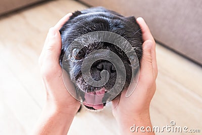 Close up of hands taking the head of a black cute pug yawning and looking at the camera - canine animal mammal at home Stock Photo