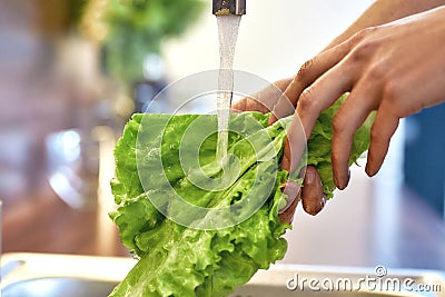 Close up of hands washing lettuce in kitchen sink before cooking, preparing a meal. Vegetarianism, healthy food, hygiene Stock Photo