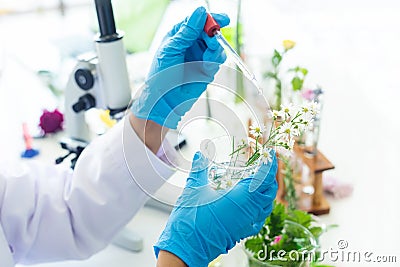 Close up hands woman science lab research for Natural alternative herb and essential oil from fresh flower new product skin care Stock Photo