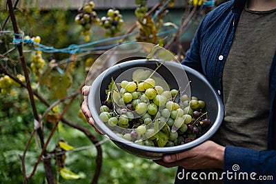 Hands of workers cutting white grapes from vines while harvesting wine in an Italian vineyard. Stock Photo