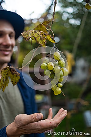 Hands of workers cutting white grapes from vines while harvesting wine in an Italian vineyard. Stock Photo