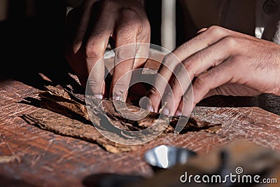 Close-up of hands wrapped from the dry tobacco leaves of a true Cuban cigar. Stock Photo