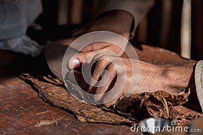 Close-up of hands wrapped from the dry tobacco leaves of a true Cuban cigar. Stock Photo