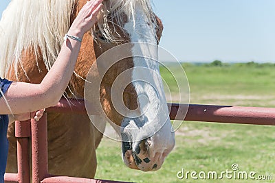 Lady hand touching the Dutch draft horse at the farm close-up Stock Photo