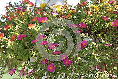 Close up of a hanging basket of Wingpod Purslane, Portuluca umbraticola, flowers in pink, orange and yellow Stock Photo