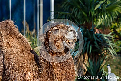 Close Up of a Happy Brown Camel Stock Photo