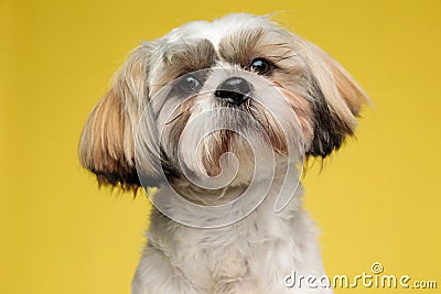 Close up of a happy Shih Tzu puppy looking forward Stock Photo