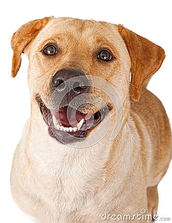 Close-up of a happy yellow Labrador Retriever Dog Stock Photo