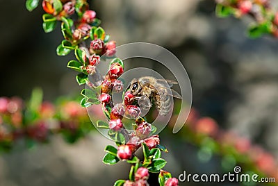Close-up hard-working bee on a branch of an ornamental shrub with small red flowers with green leaves Stock Photo