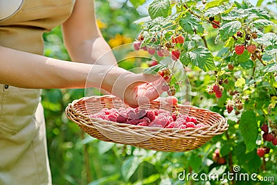 Woman's hands picking raspberries from bush in wicker basket Stock Photo