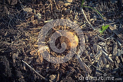 One organic harvested potato from patch garden in USA Stock Photo