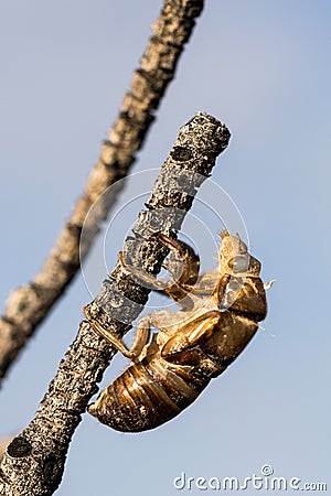 Close up hatched cicada exoskeleton left on a bare branch Stock Photo