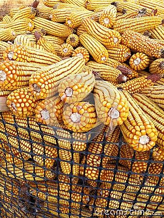 Dried corn cobs Stock Photo