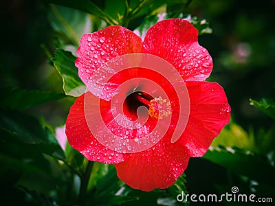 Close up of Hawaiian hibiscus flower in the park. Stock Photo