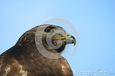Hawk face on blue sky background Stock Photo