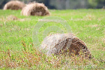 Close up of Hay bales on a green field Stock Photo