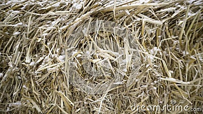 Close-up of hay in snow. Footage. Compressed chaotic hay covered with little snow to feed livestock in winter Stock Photo