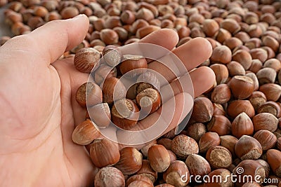 Close up hazelnuts. Hazelnut composition and backgorund. Turkish hazelnuts. Stock Photo